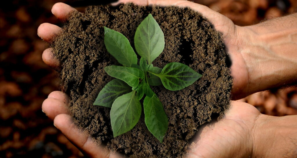 two hands holding soil and a plant planted in it