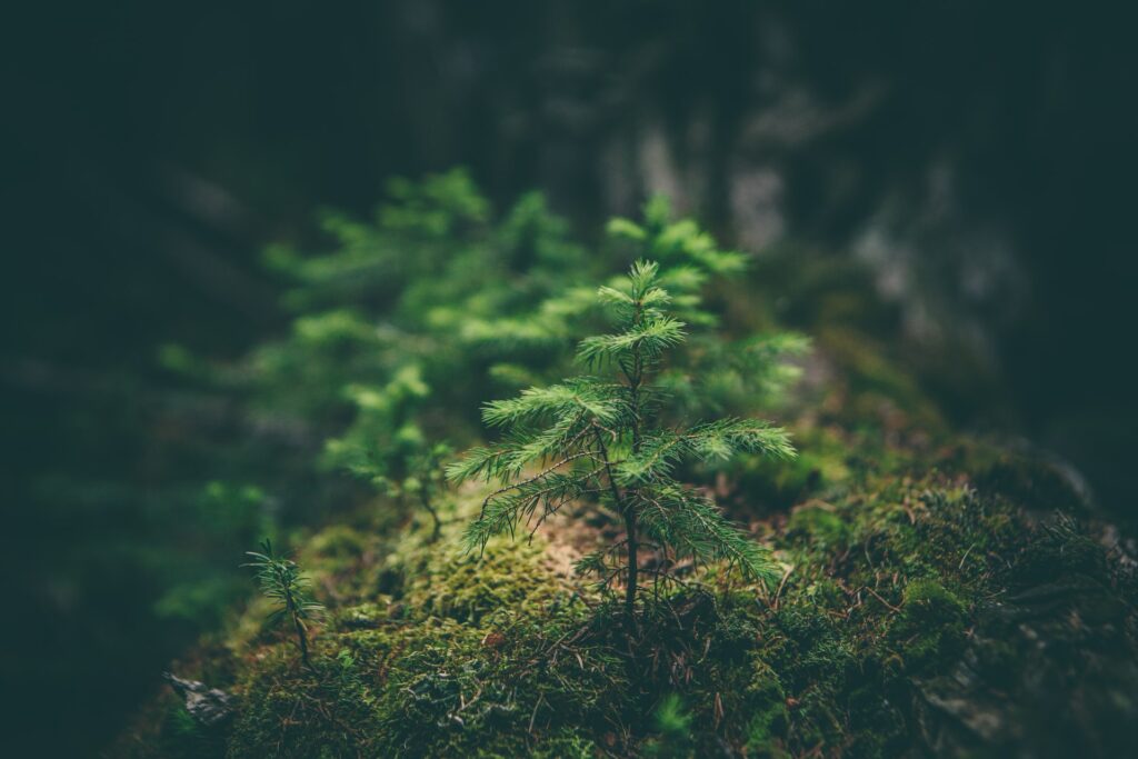 image of tree sapling | Sustainability