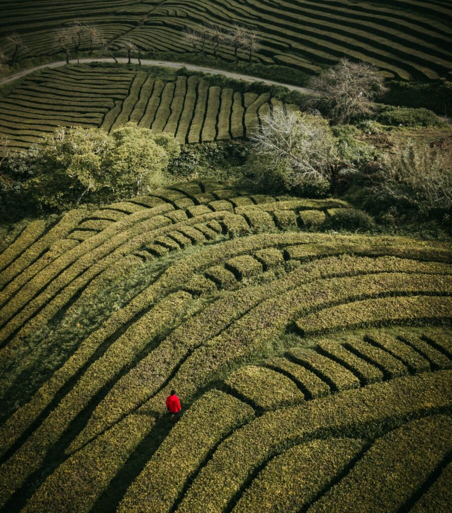 Person in red jacket walking through a maze. : RED HAT , S/4HANA SAP