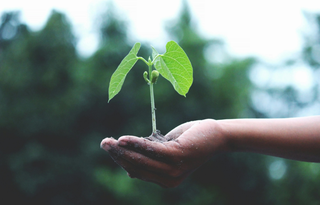 image of hand holding leaf | JLL and IBM Envizi team up to supercharge CRE sustainability